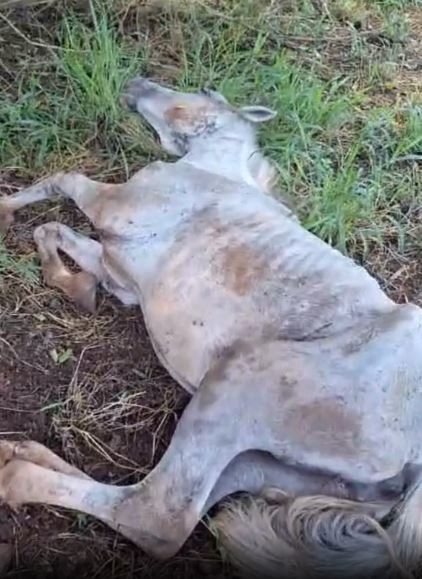 Carrapatos, desnutrição e falta de água e abrigo: cavalos são resgatados e égua morre após denúncia de maus-tratos em Araxá