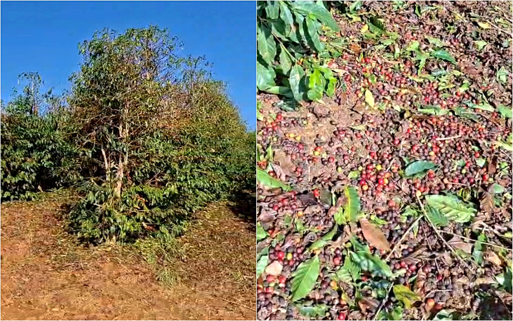 Granizo devasta cafezais e produtores estimam perda de 70% em Campo do Meio, MG