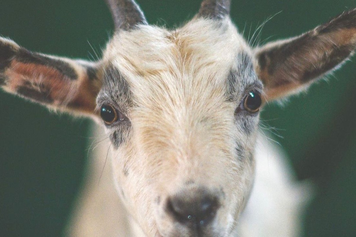 1ª Feira Agro reúne mais de 20 expositores de tecnologia em agricultura em Itupeva | Sorocaba e Jundiaí
