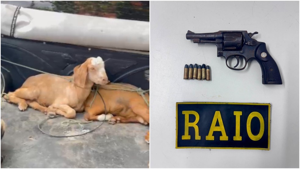 PMCE recupera caprinos furtados e apreende arma de fogo em Sobral. — Foto: Reprodução