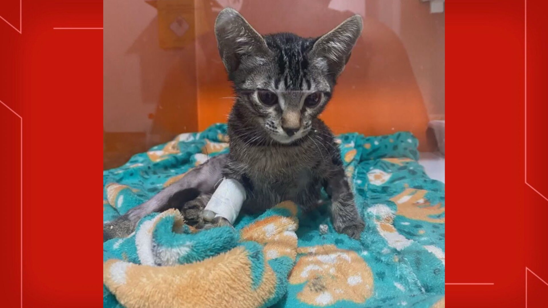 Você Não Tá Convidada pro Meu Bat Mitzvá!