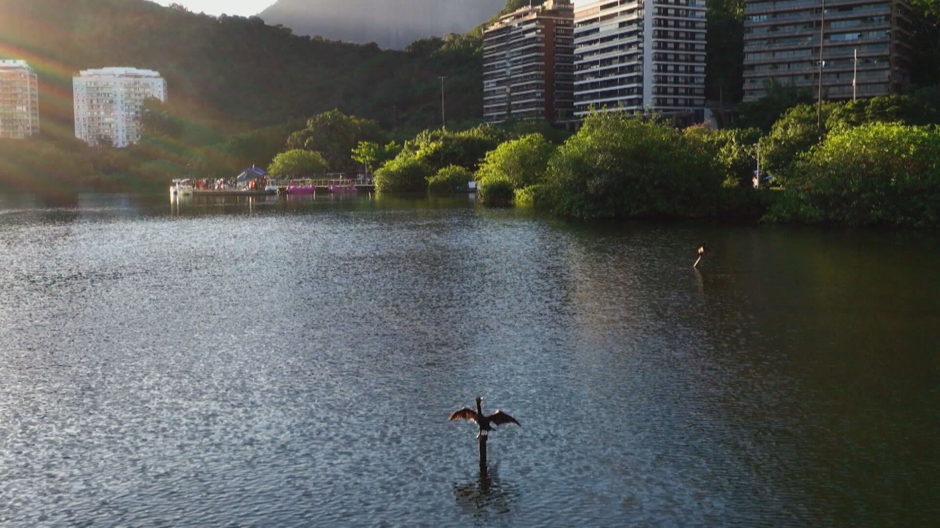 Moradores denunciam corte irregular de manguezal na Lagoa Rodrigo de Freitas