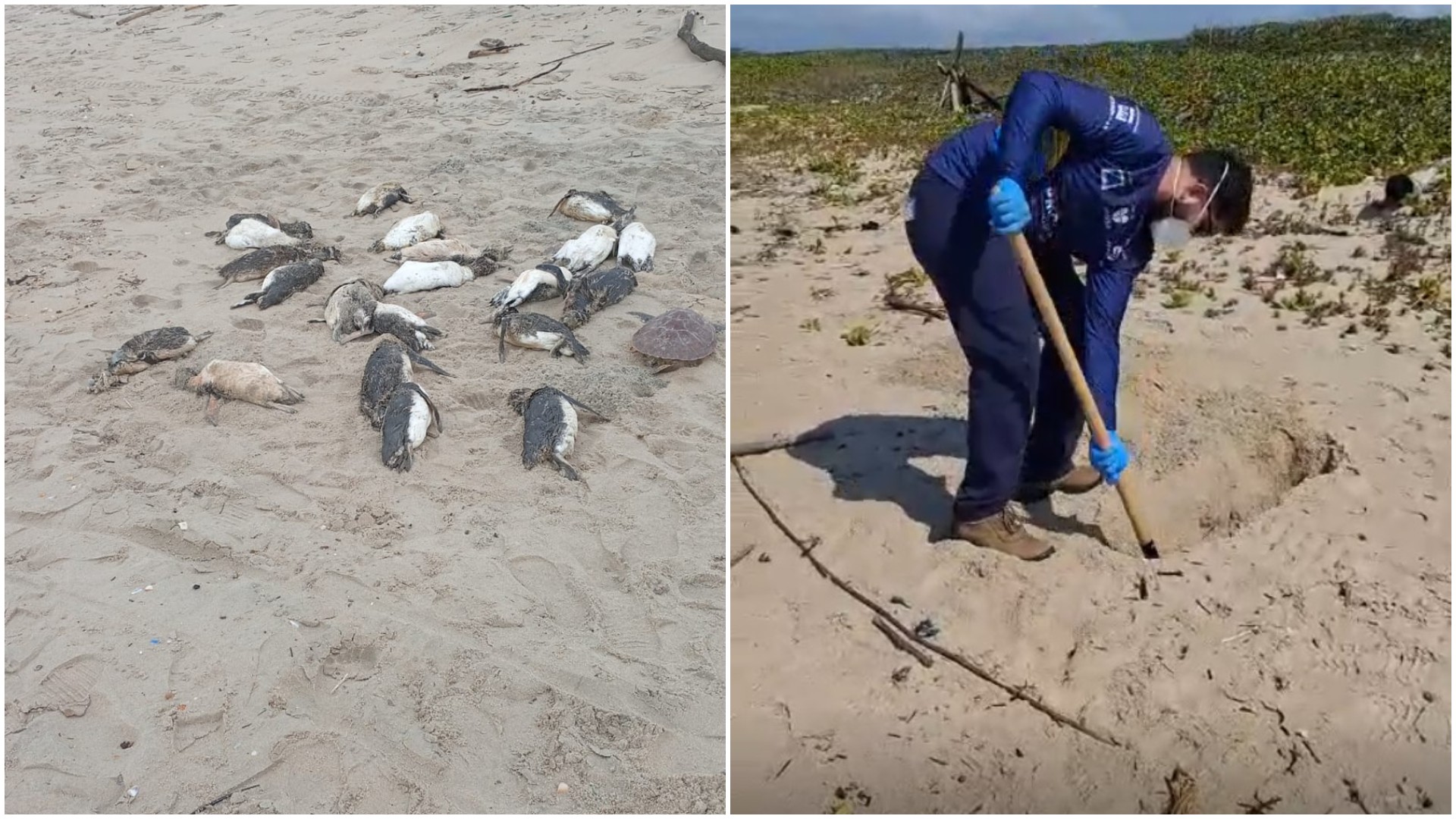 O que pode ter causado mortes de 80 pinguins encontrados em praia do Norte de SC
