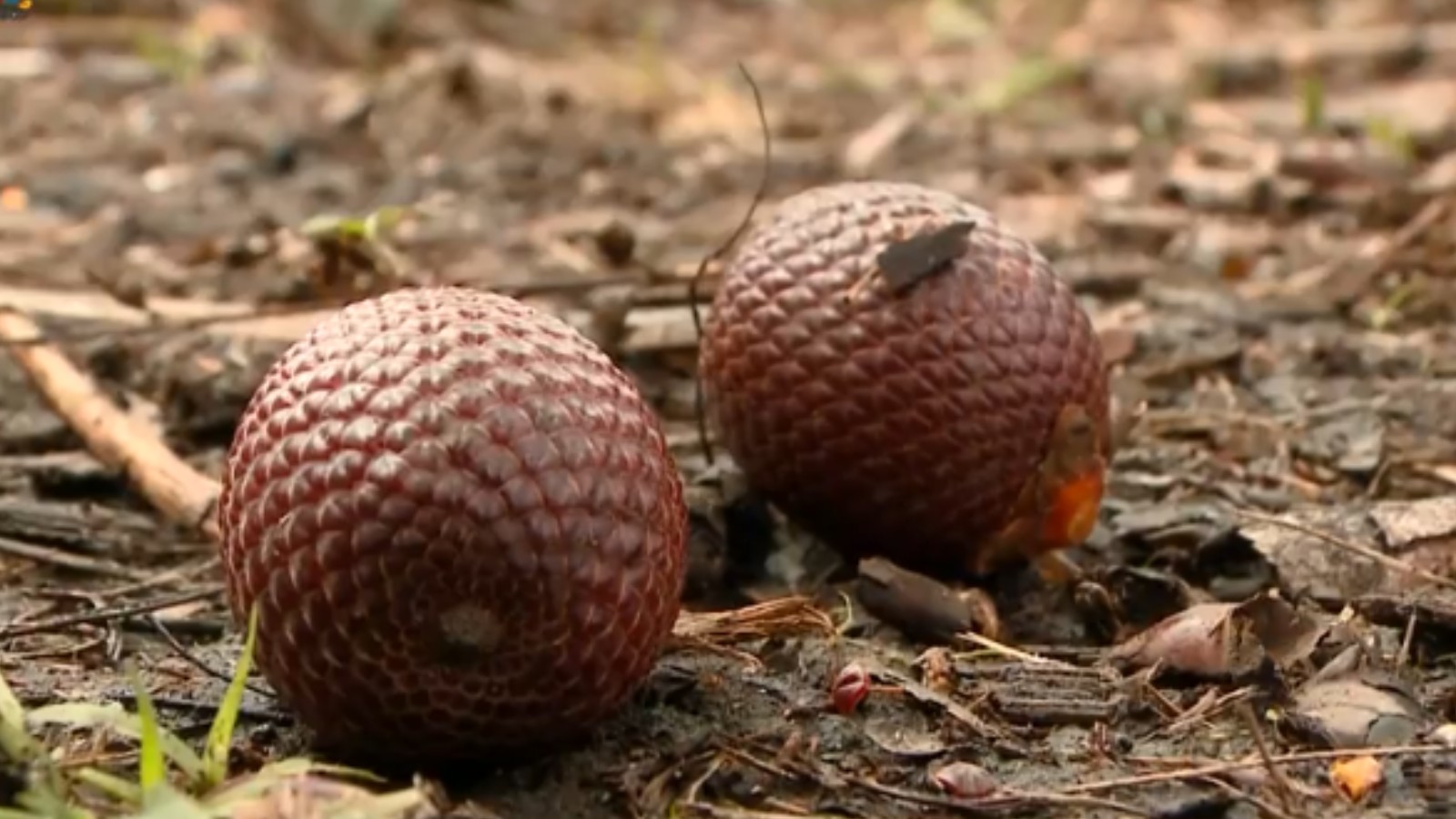 Buriti, guabiraba e pitomba: frutos curiosos são auxílio na fonte de renda no Piauí