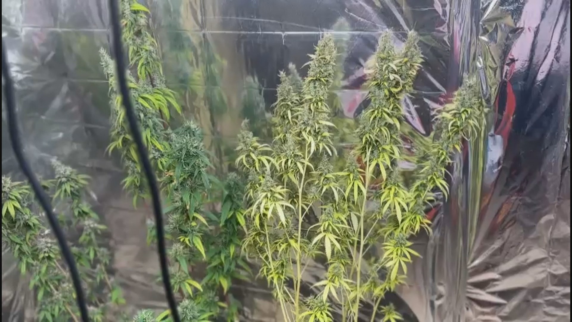 Maconha gourmet e 'brisadeiro': polícia prende mulher suspeita de plantar cannabis para fazer doces