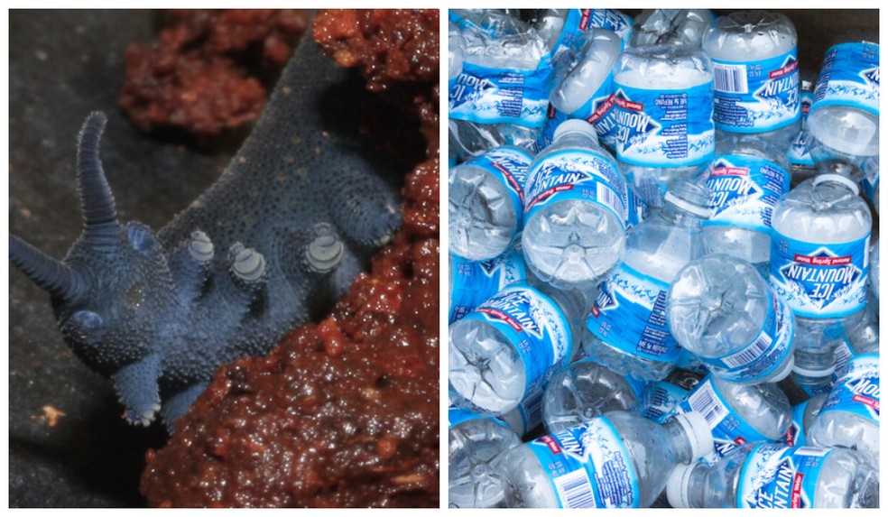Proteína encontrada em "gosma" do verme-de-veludo pode abrir portas para a criação de novos plásticos biodegradáveis  — Foto: Andras Keszei/Flickr / Montagem G1