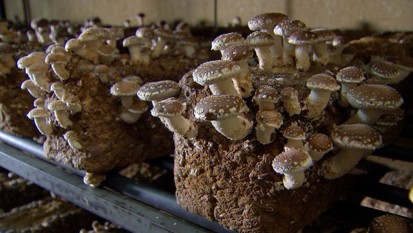 Substrato e Blocos para Cultivo de Cogumelos Shitake