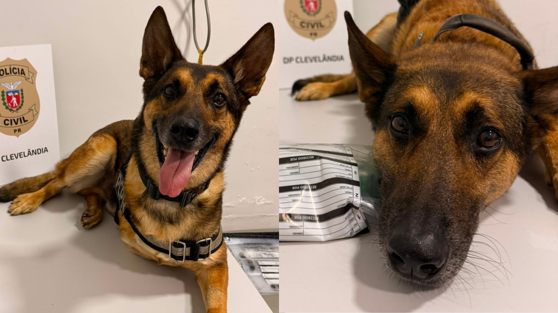 Cão policial se aposenta após diagnóstico de câncer, fica deprimido e é colocado de volta ao trabalho no Paraná