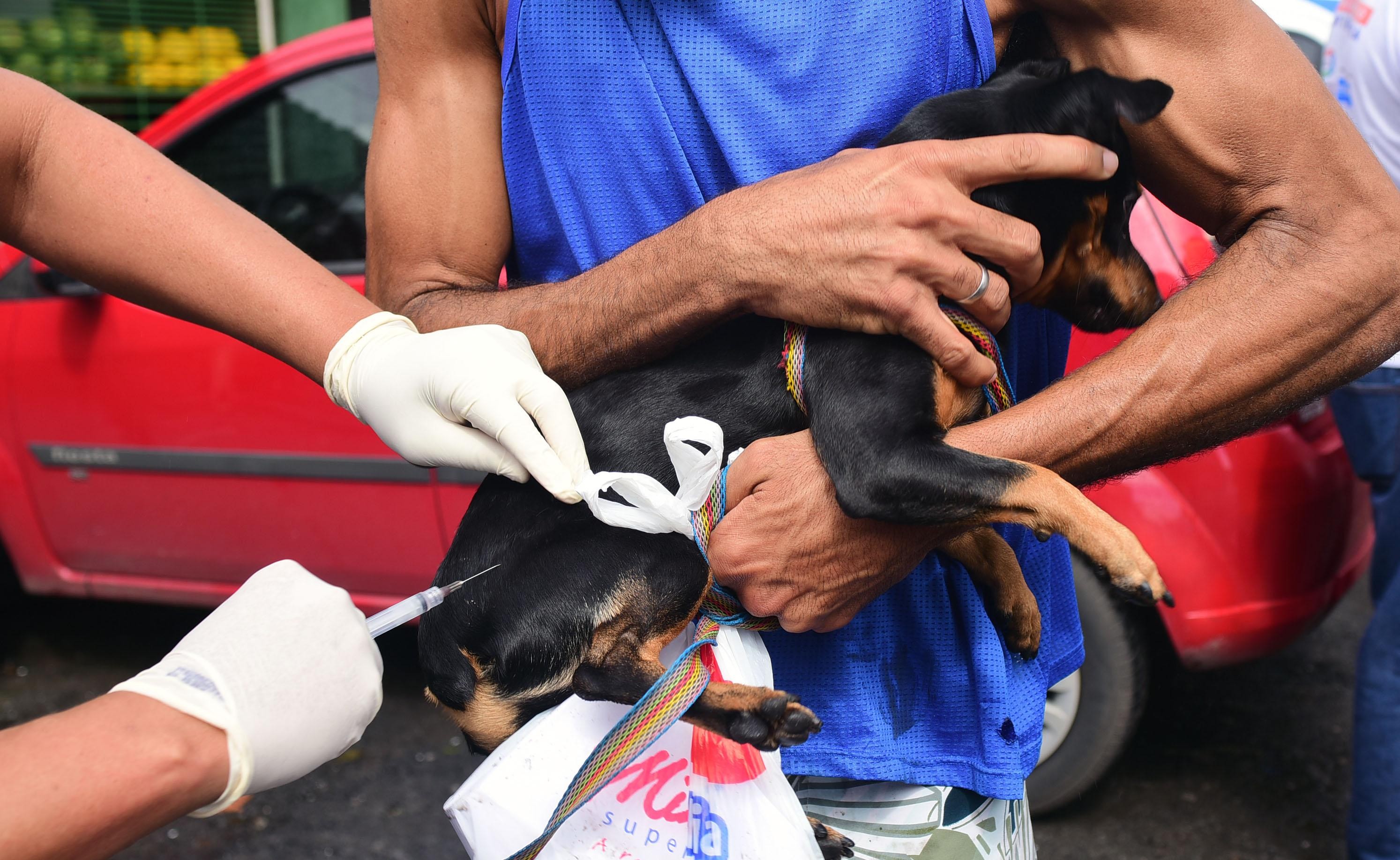 Prefeitura abre agendamento para castração gratuita de cães e gatos em Salvador