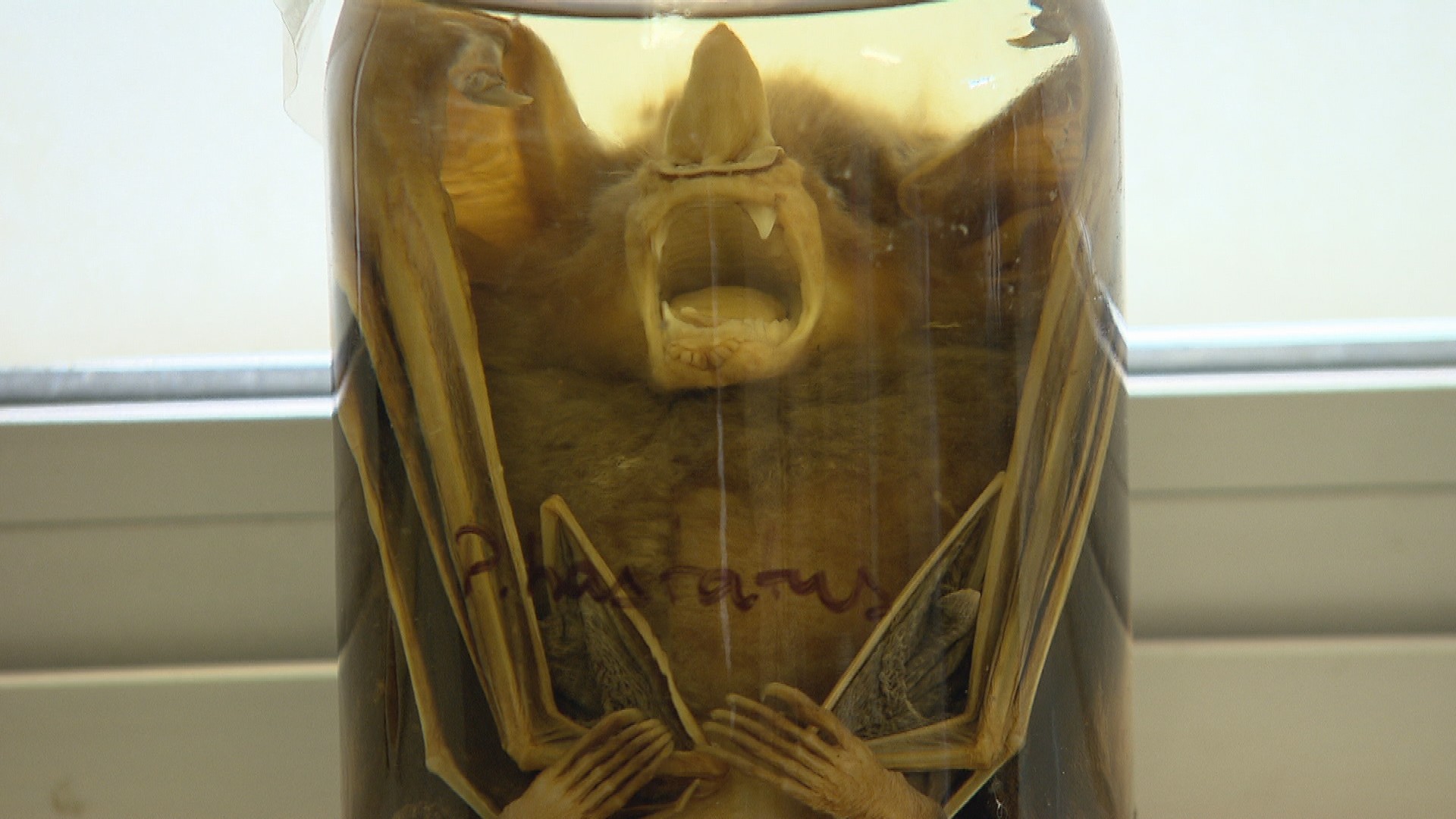 Prefeitura de BH identifica morcego contaminado com raiva e faz vacinação de cães e gatos no bairro Funcionários