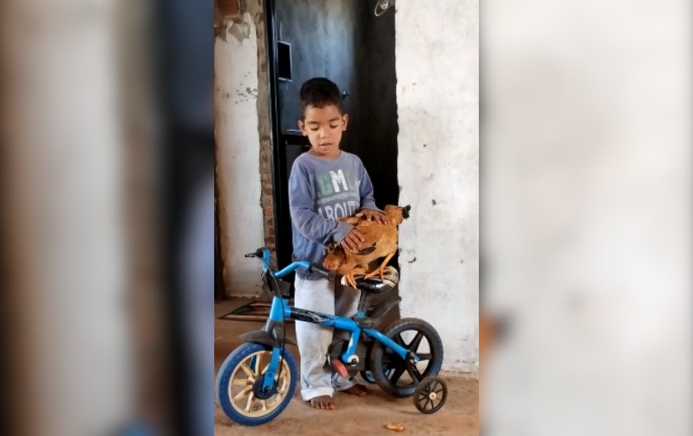 Nícollas Henrique Santos Pereira, morador de assentamento em Castilho, cuida da galinha como se fosse um ser humano — Foto: Alexia dos Santos Silva/Arquivo pessoal