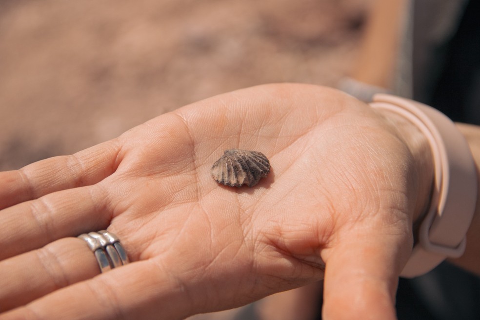 Vestígios do antigo mar que cobria Chapada dos Guimarães há milhões de anos ainda podem ser encontrados em forma de fósseis marinhos em MT — Foto: Caiubi/Arquivo Pessoal