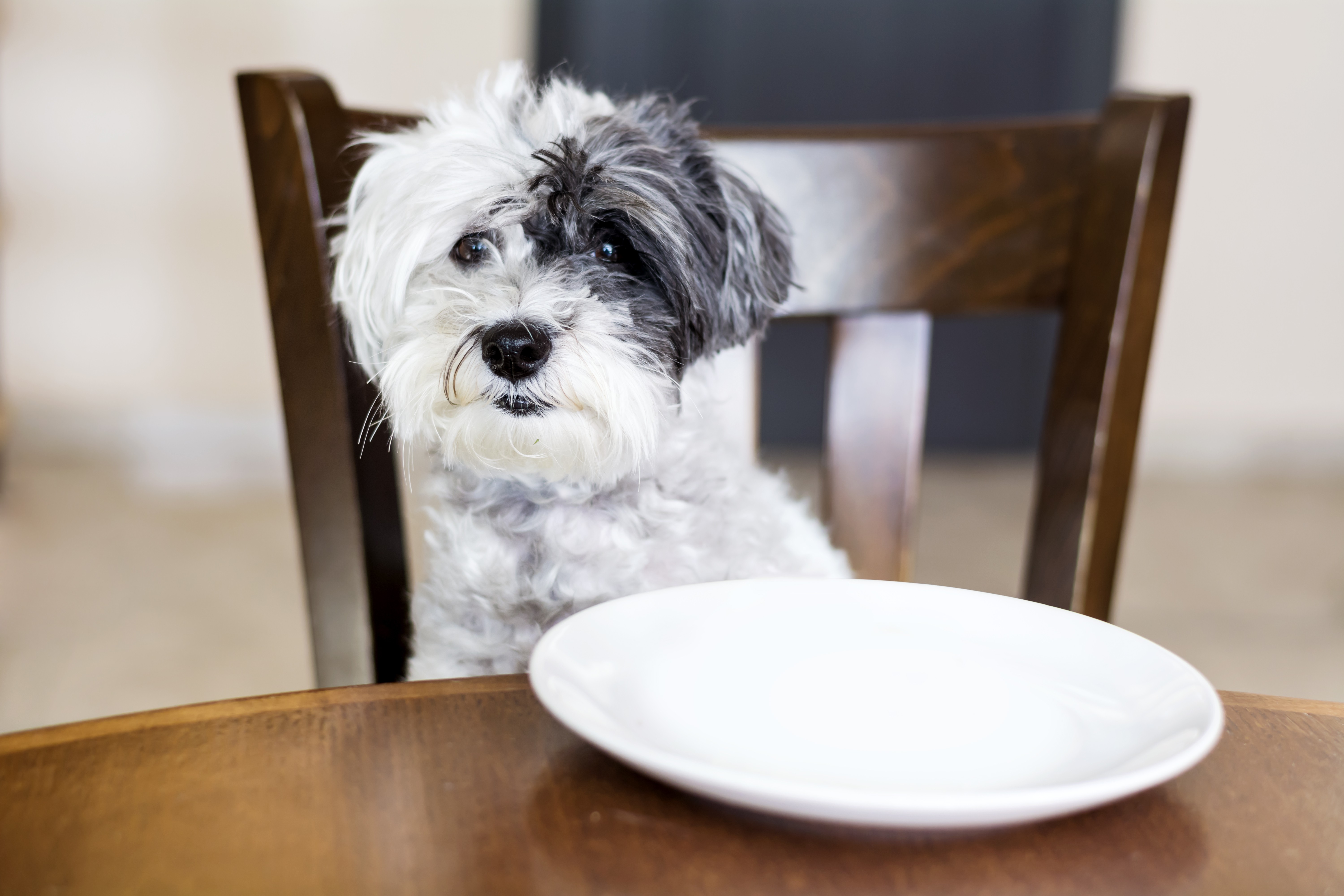 Cachorro não é filho: Justiça nega pensão alimentícia para pet em SP