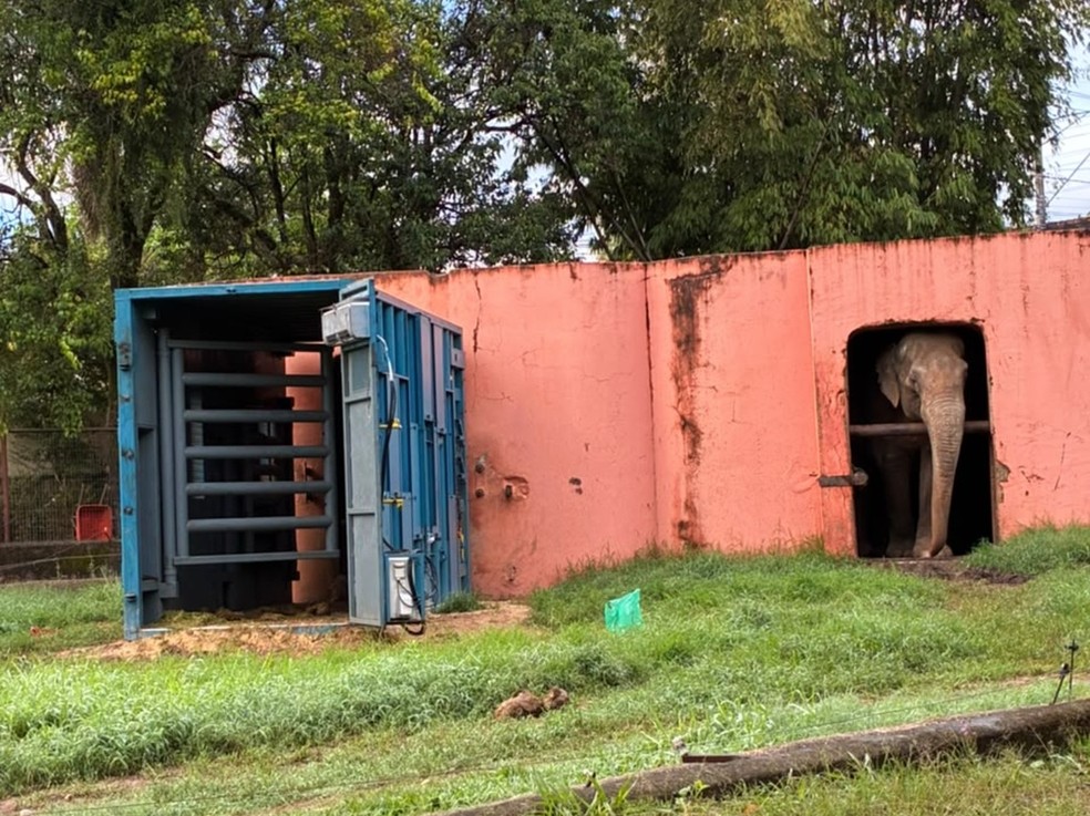 Portas foram instaladas na caixa metálica usada para transportar o elefante Sandro do zoo de Sorocaba até santuário no MT — Foto: Thiago Ariosi/TV TEM