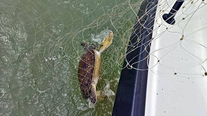 Tartaruga é resgatada após ficar presa em rede de pesca ilegal em SC; VÍDEO