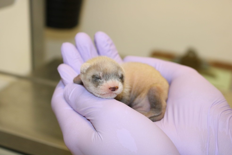 A doninha-de-patas-pretas Elizabeth Ann, que nasceu em 2020. — Foto: Revive & Restore