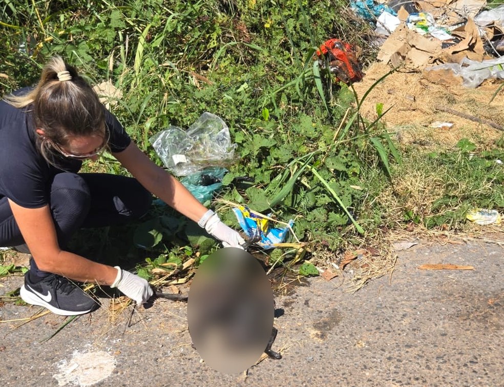 Gato adotado por casal foi encontrado morto com sinais de maus-tratos — Foto: Polícia Civil