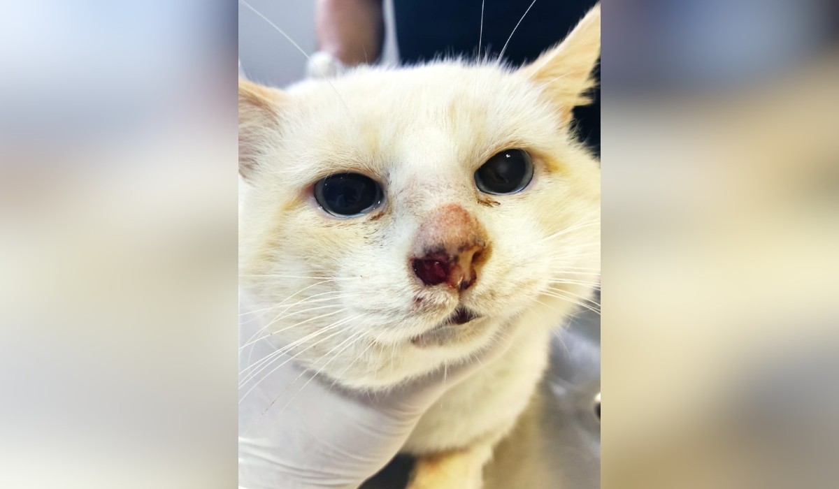 Esporotricose felina: conheça a 'micose de gato', que pode ser transmitida para humanos