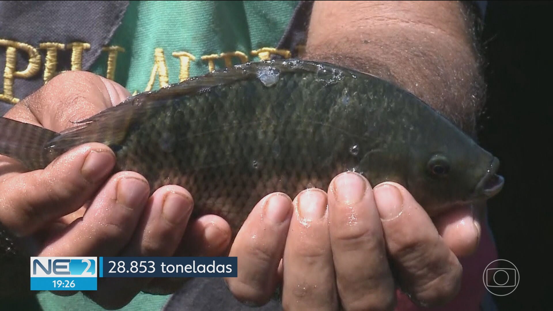 VÍDEOS: NE2 de sábado, 14 de setembro de 2024