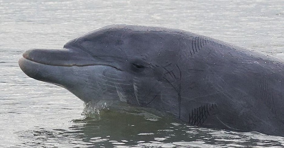 Fêmea de boto conhecida como Esperança coloca a cabeça para fora d'água — Foto: Maurino Ramos Francisco / Arquivo Pessoal