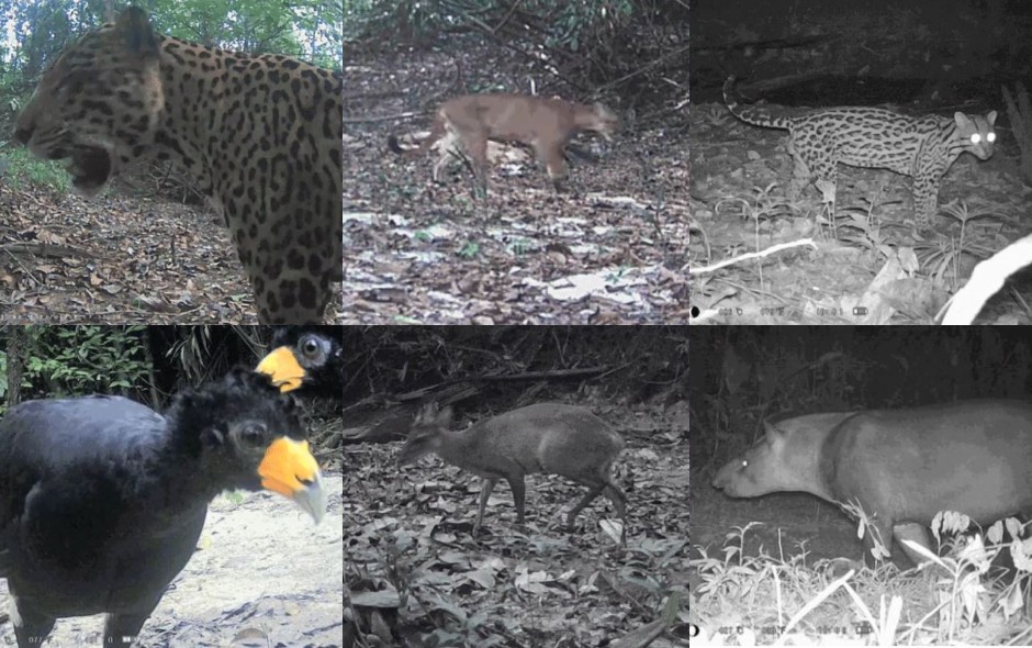 Entenda como câmeras escondidas têm ajudado na preservação da vida animal na Amazônia