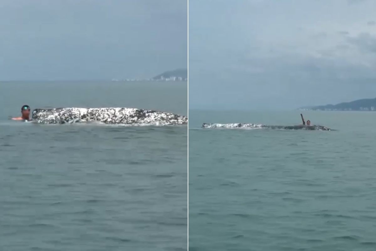 Ibama multa homens que interagiram com baleia debilitada no litoral de SP; VÍDEO