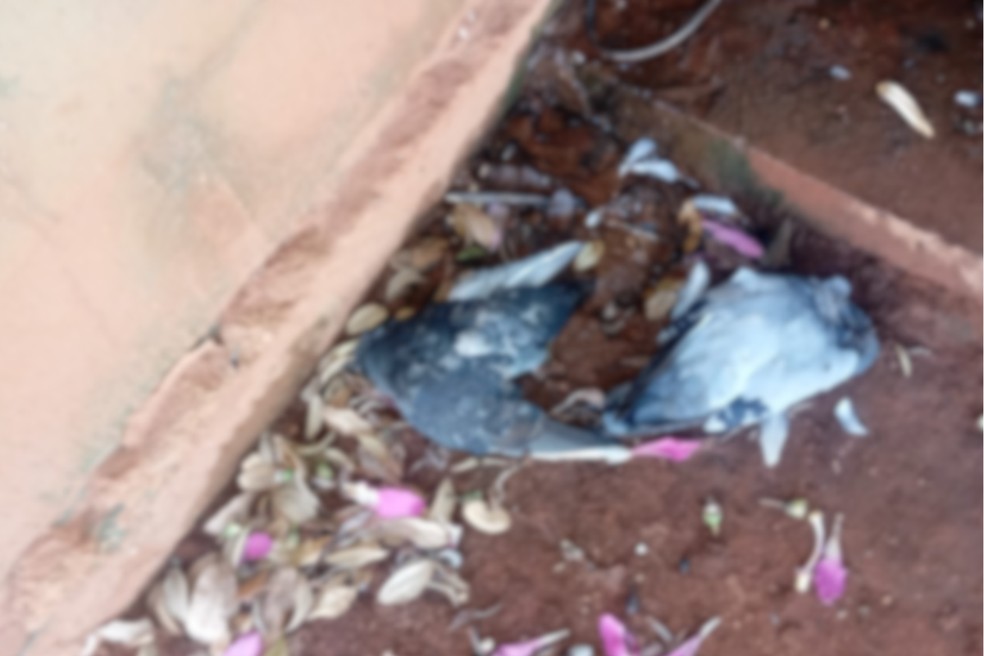 Morador registra boletim de ocorrência após encontrar dezenas de pombos mortos em Presidente Bernardes (SP) — Foto: Arquivo pessoal