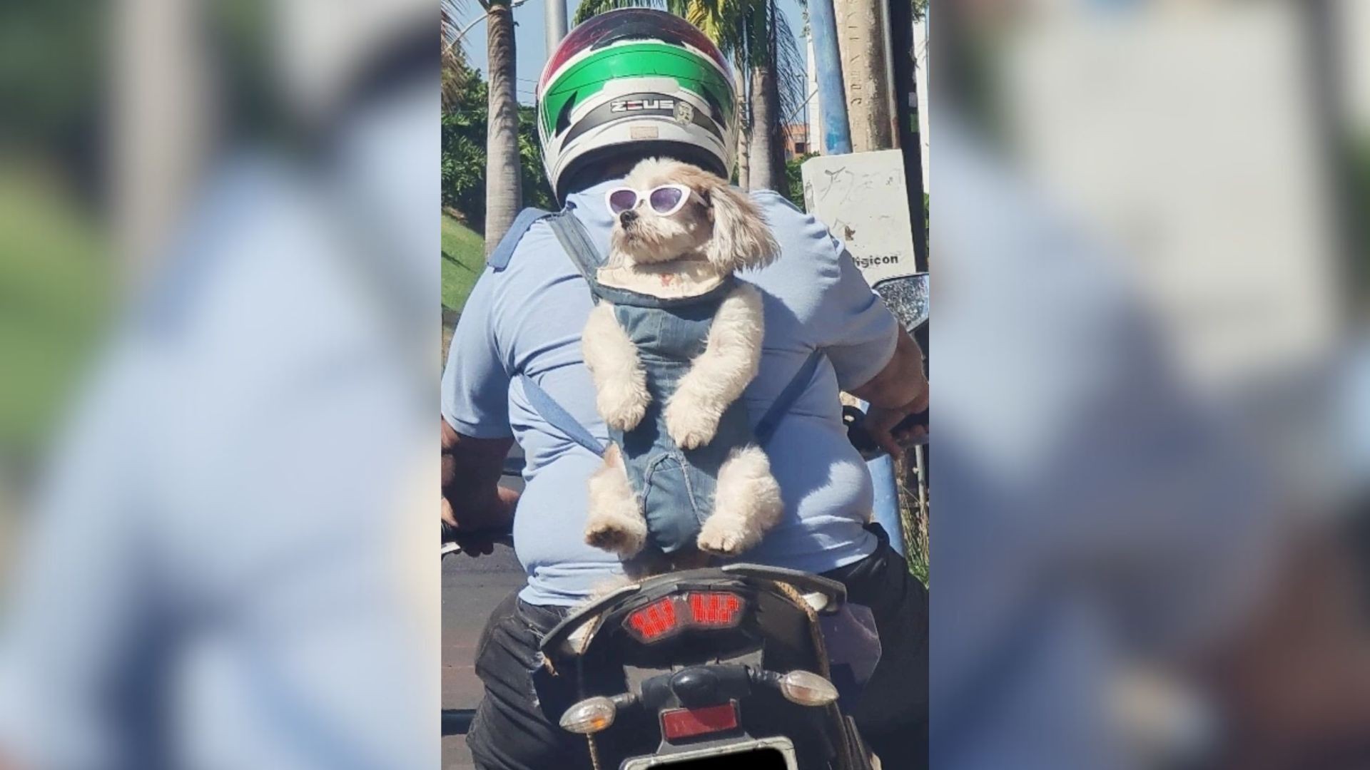 VÍDEO: Cachorro de óculos escuros é flagrado curtindo 'rolê' de moto em Uberaba