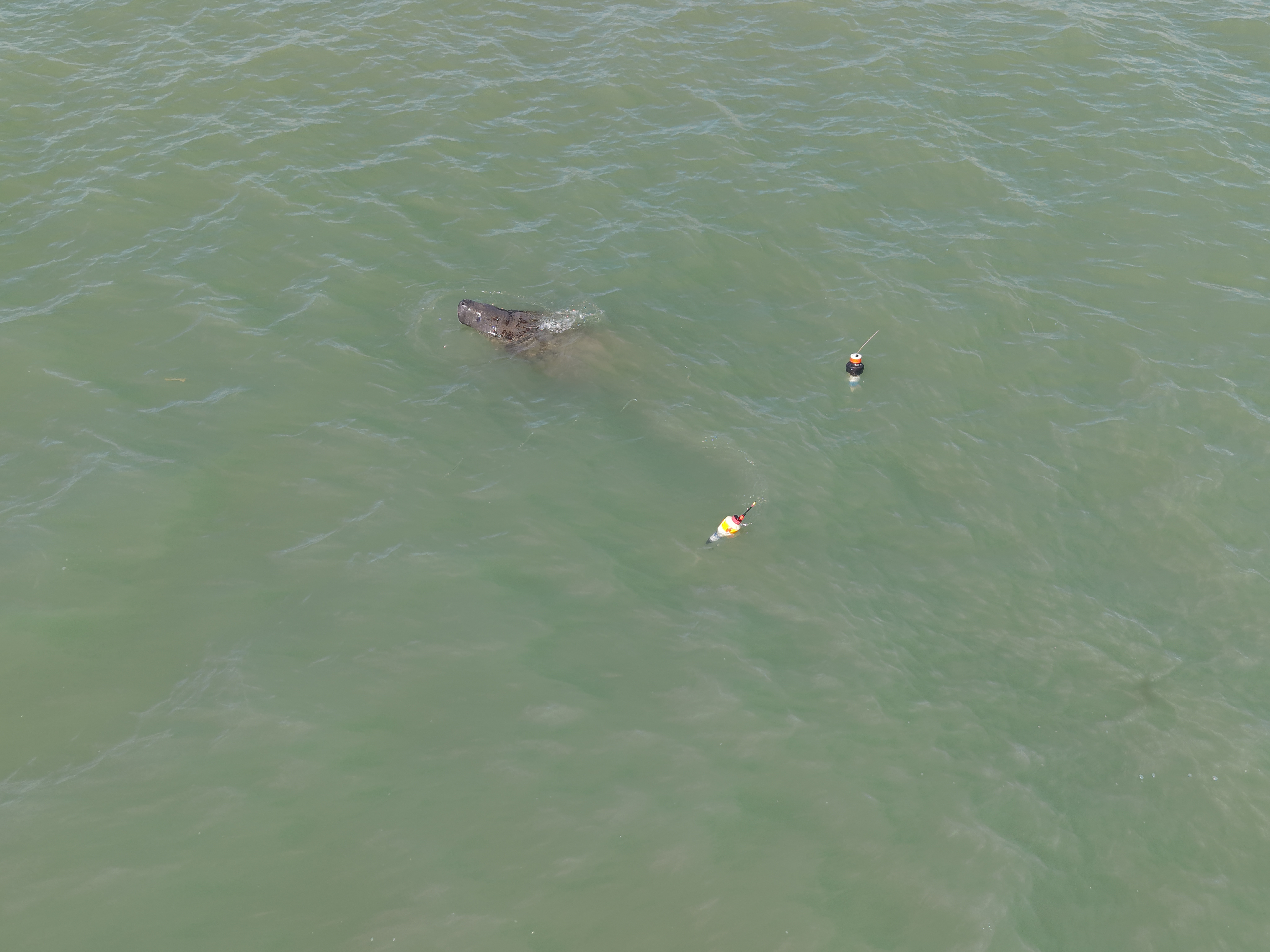 Após ser resgatada em rio de João Pessoa, peixe-boi-marinho é visto com outros animais em Cabedelo; VÍDEO