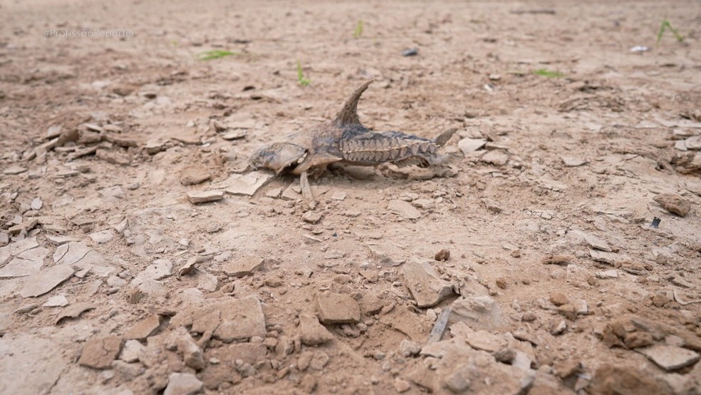 Águas do Rio Tefé, um dos afluentes do Rio Solimões, foram drasticamente reduzidas, onde é possível ver até peixes mortos — Foto: Reprodução/TV Globo