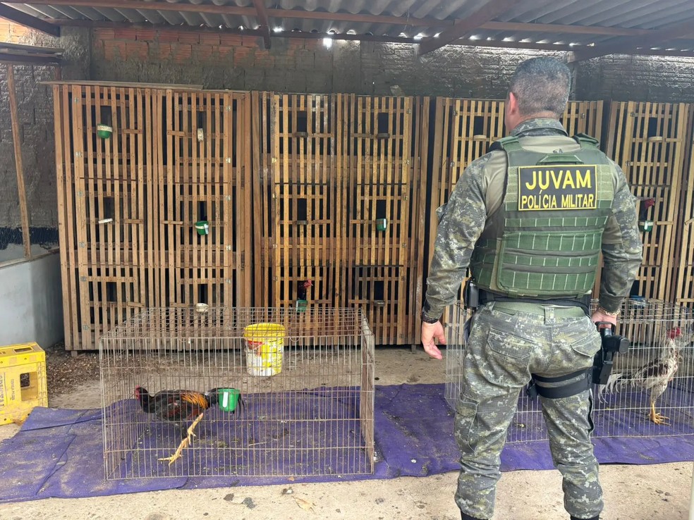 Cerca de 24 galos são resgatados de rinha em MT — Foto: TJMT