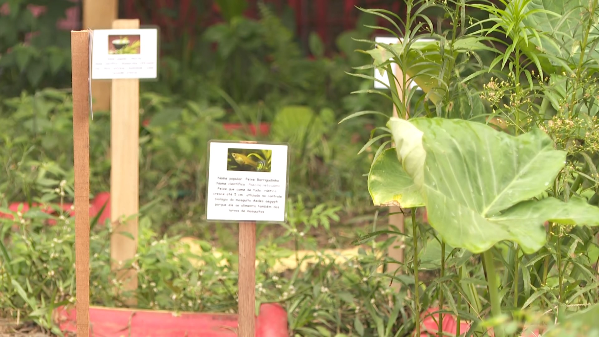 Jardim sensorial feito por alunos em escola estimula o ensino e reduz o estresse no interior de SP