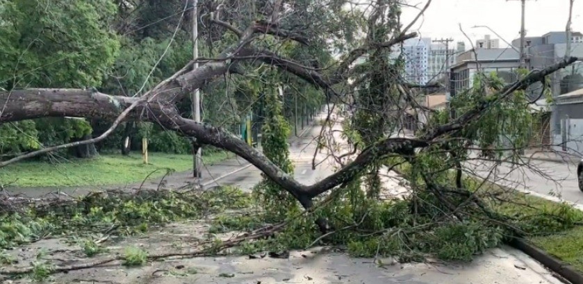 Chuvas em Piracicaba: árvore de grande porte cai e bloqueia avenida Centenário