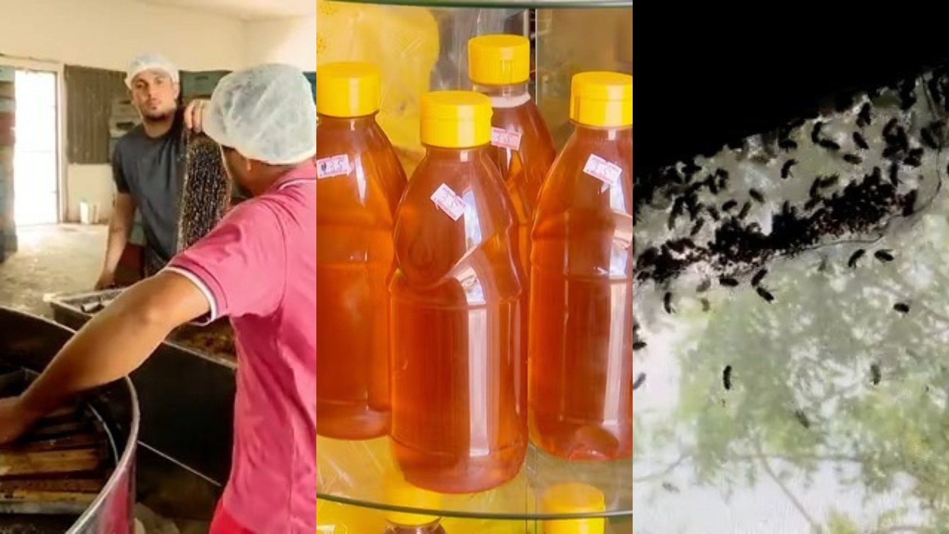 Município do Maranhão lidera produção de mel no Brasil pelo segundo ano consecutivo, aponta IBGE