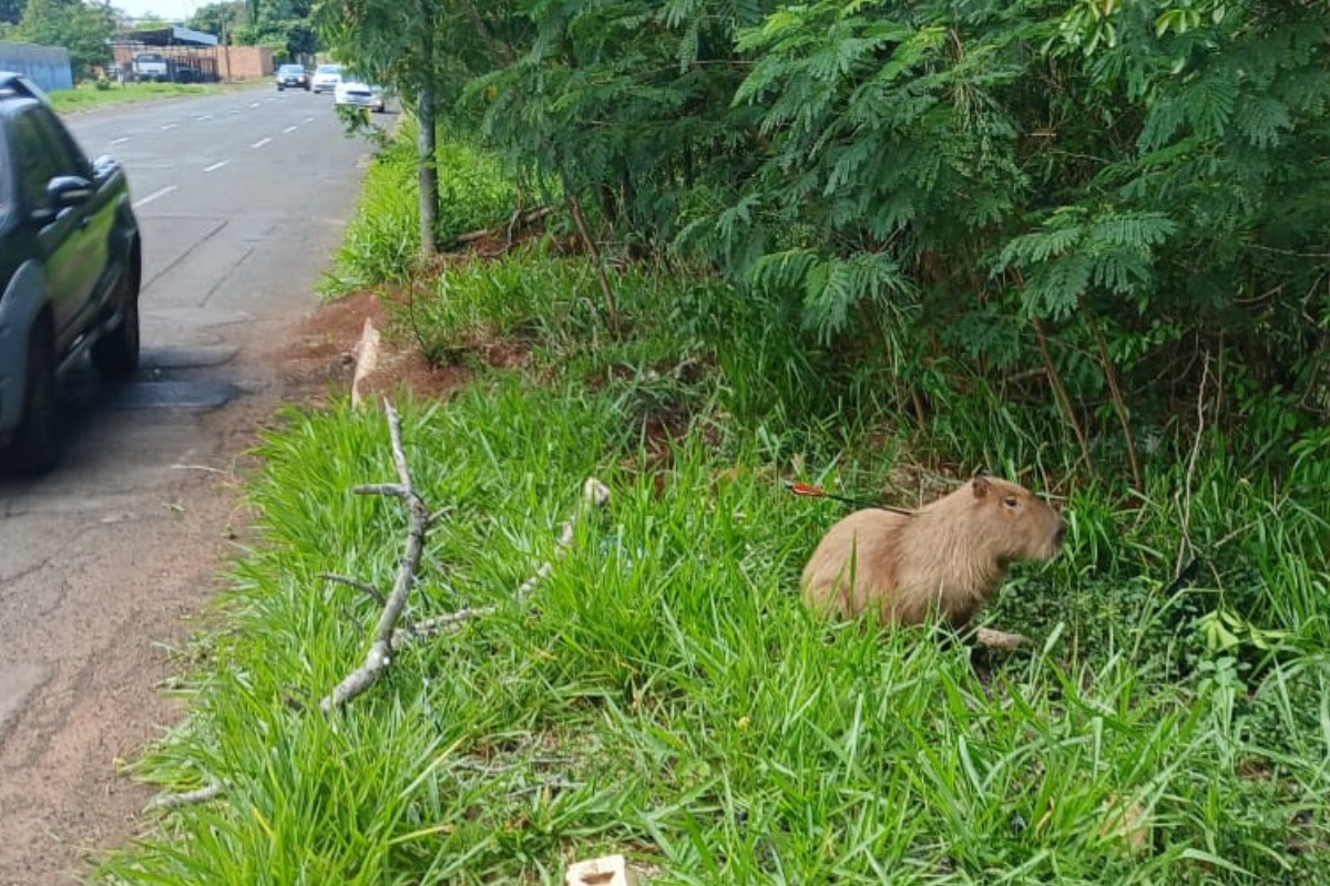 Capivara é encontrada com flecha presa ao corpo em Campo Grande
