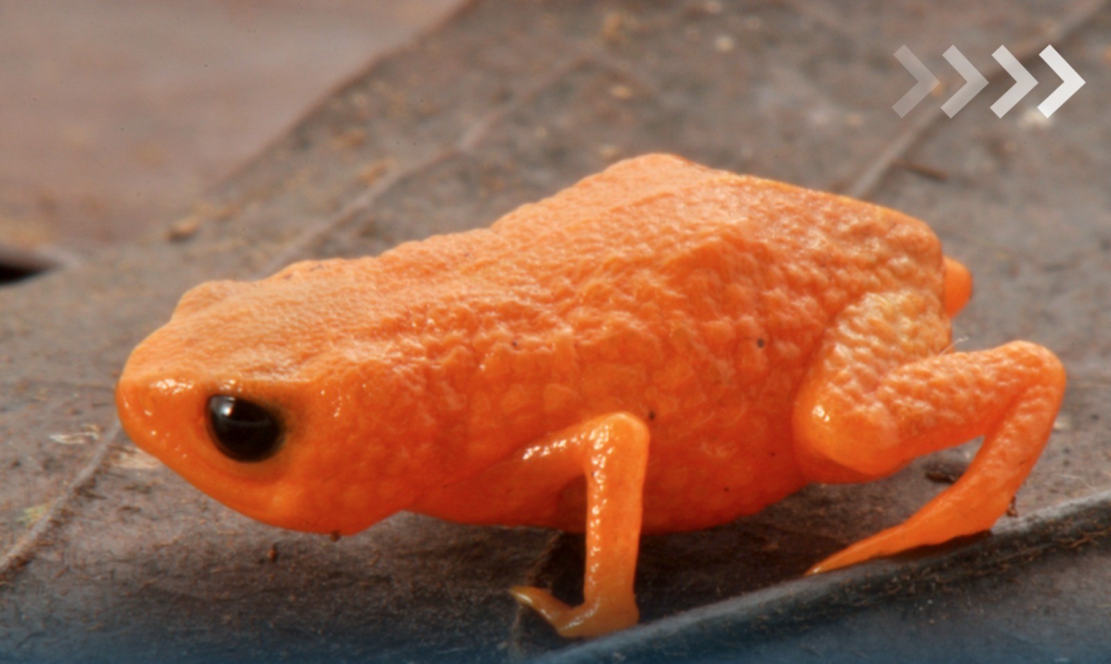 Sapinho-da-montanha-do-lula: espécie de SC do tamanho da ponta de um lápis homenageia presidente