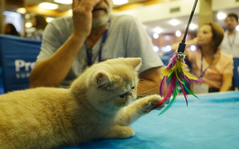 Fotos: Evento reúne 360 gatos de 23 raças diferentes em São Paulo
