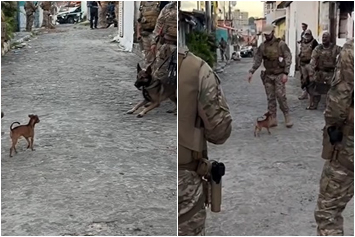 Cachorro de pequeno porte confronta polícia durante abordagem e cena chama atenção; VÍDEO