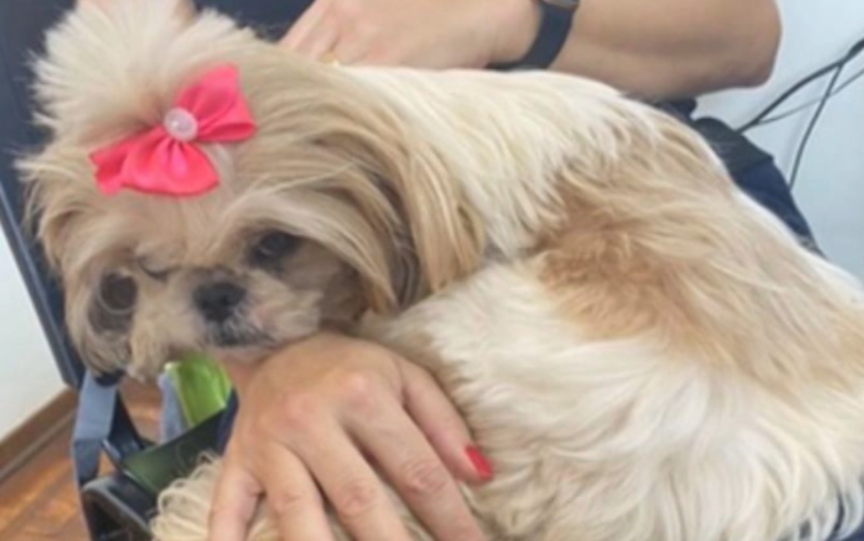 Polícia pede exumação de cachorra que morreu quando estava sob cuidados de mulher suspeita de matar filha envenenada
