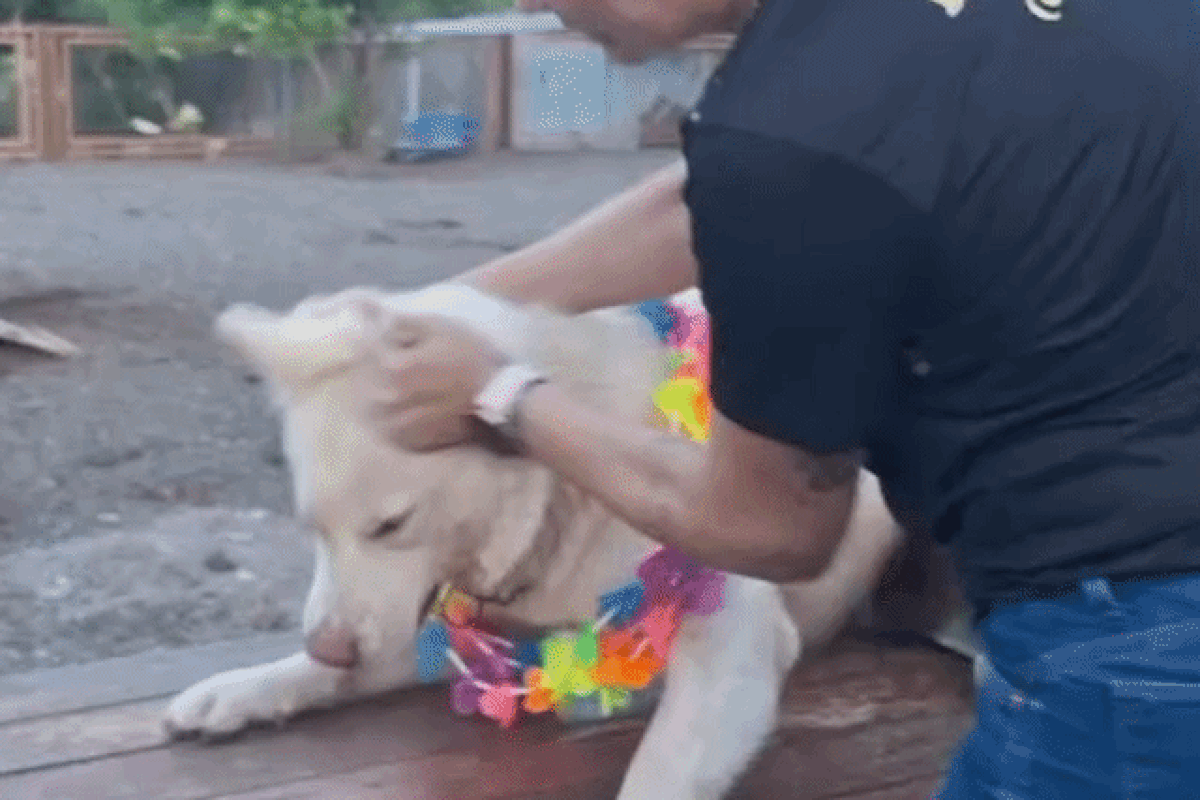 Dona de hotel investigada por agressão a cão aparece em outro vídeo puxando animal pelas orelhas