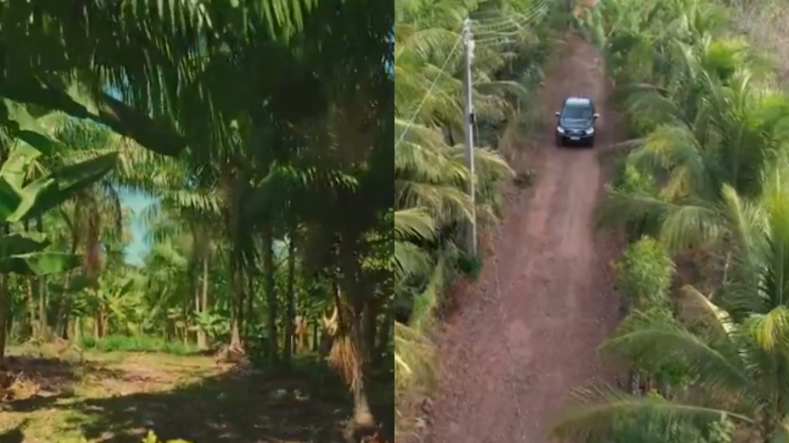 Tijolos ecológicos e sistema agroflorestal: conheça projetos sustentáveis no Piauí