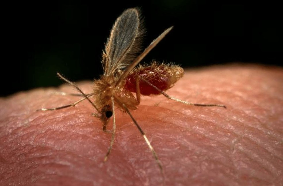 1 de 2
Mosquito-palha &eacute; o transmissor da leishmaniose &mdash; Foto: Divulga&ccedil;&atilde;o/Prefeitura