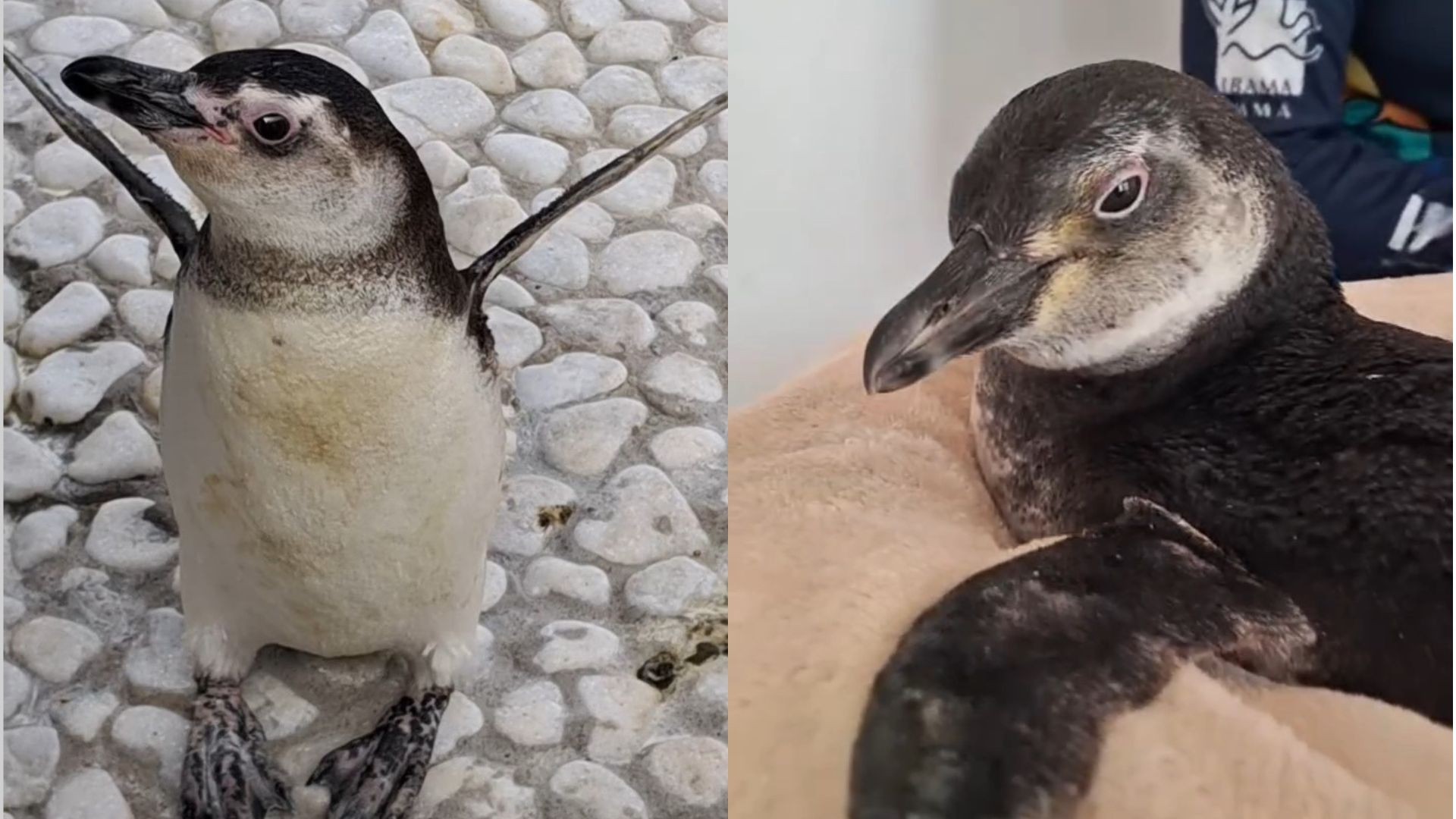 VÍDEO: pinguim faz doação de sangue e salva colega com anemia severa no ES
