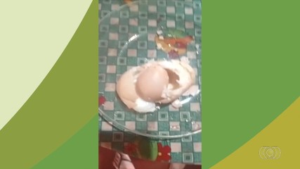 Confira o curioso caso da galinha que botou um ovo dentro de outro ovo