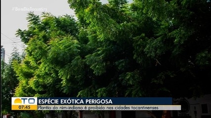 Araguaína reforça proibição do plantio de nim-indiano