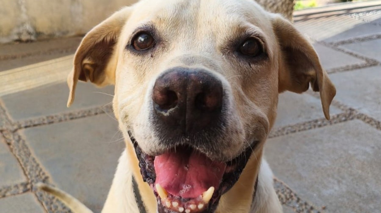 Cães e gatos resgatados ganham chance de adoção em evento de ONG em São Carlos