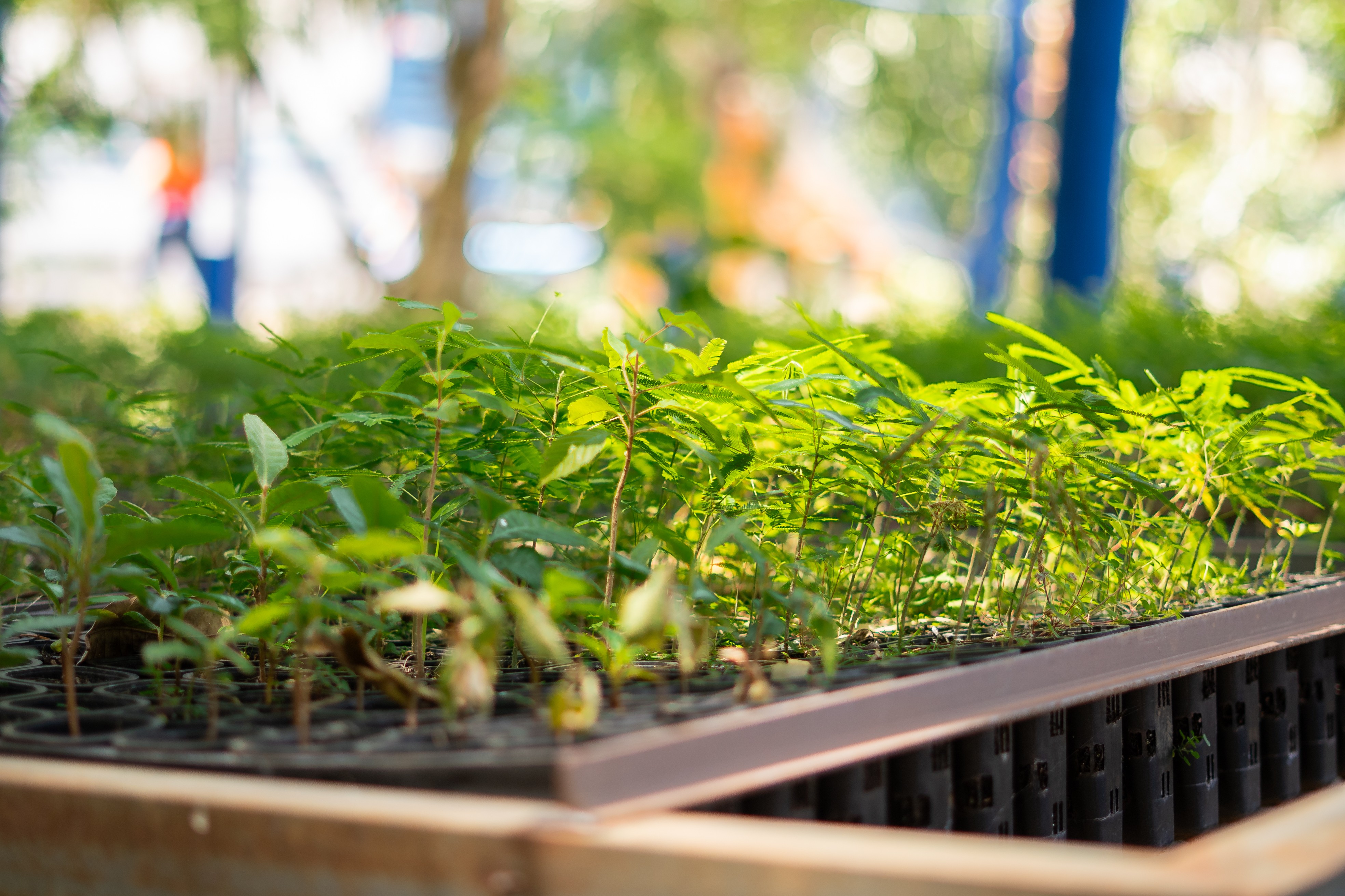 Saneamento é aliado da proteção da biodiversidade e de espécies migratórias em MS