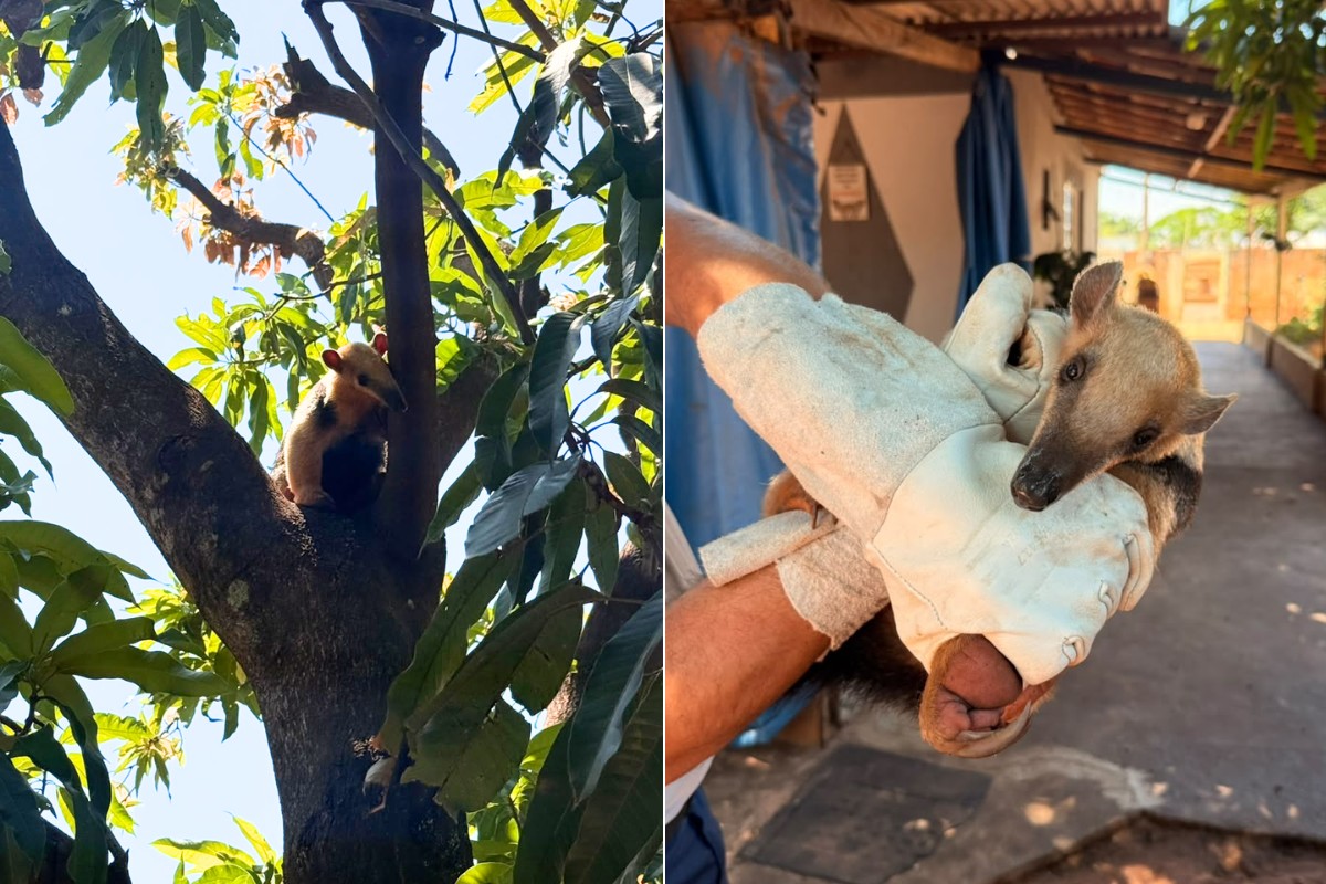 Tamanduá-mirim é resgatado dentro de residência no interior de SP