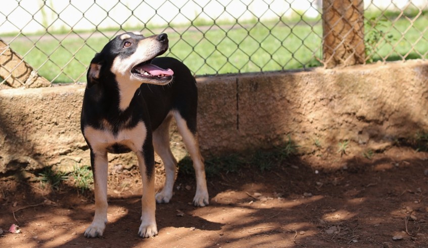 Castração gratuita: tutores têm até esta sexta-feira para inscrever animais em Mogi das Cruzes