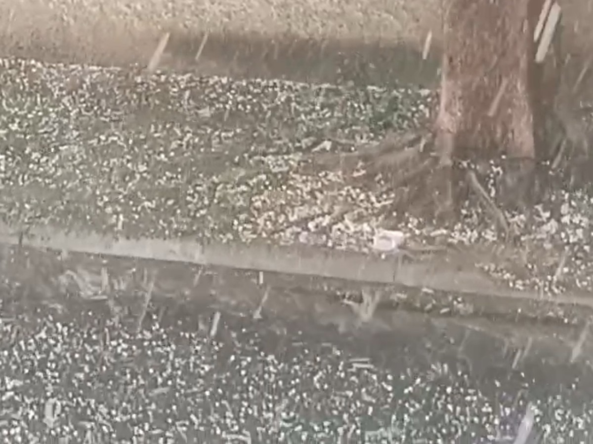 Chuva com granizo derruba árvores na região dos DICs, em Campinas